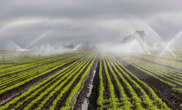 How Does Furrow Irrigation Work