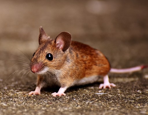 Sudden Rodent or Insect Activity 