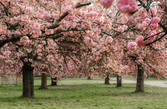 Cherry Trees