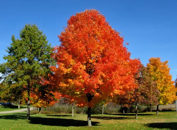 Maple Trees