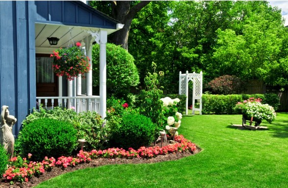 Tips for Selecting Trees for Your Yard